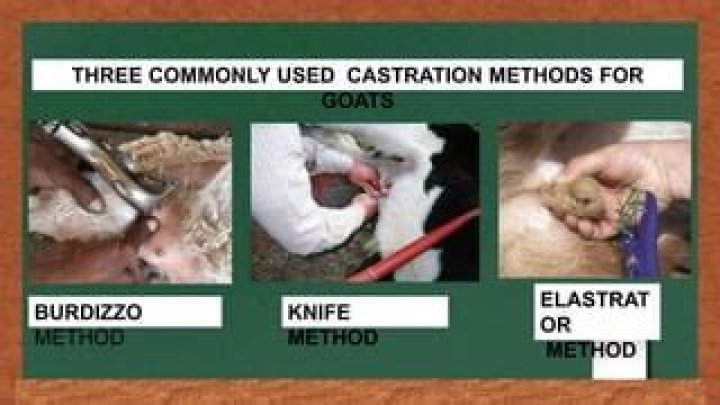 What are 3 methods of castration?