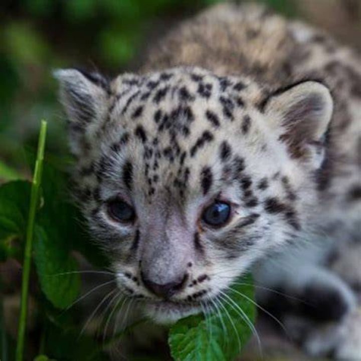 What are baby leopards called?