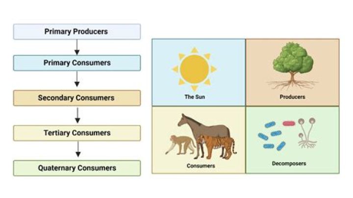 What are consumers in economics?