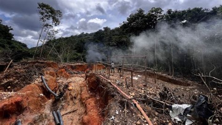 What are disadvantages of rainforests?
