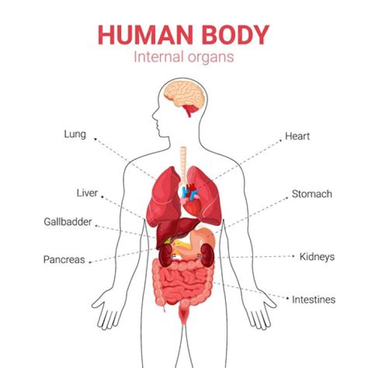 What are the 3 main organs of ILO?