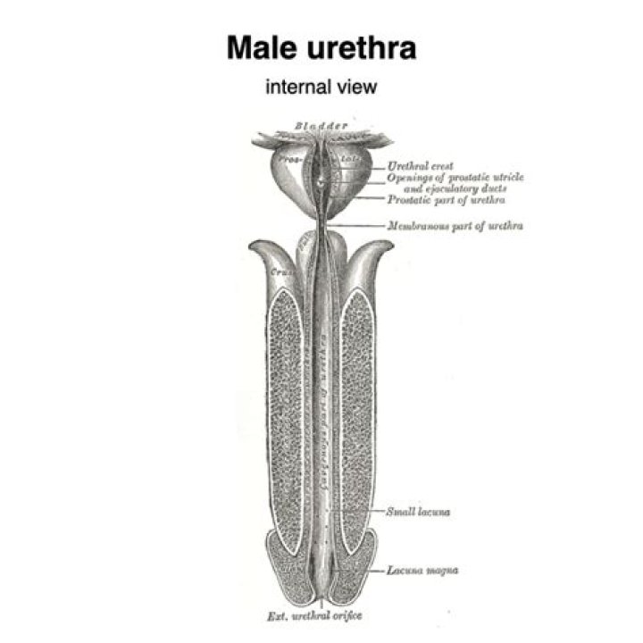What are the 3 parts of the urethra?
