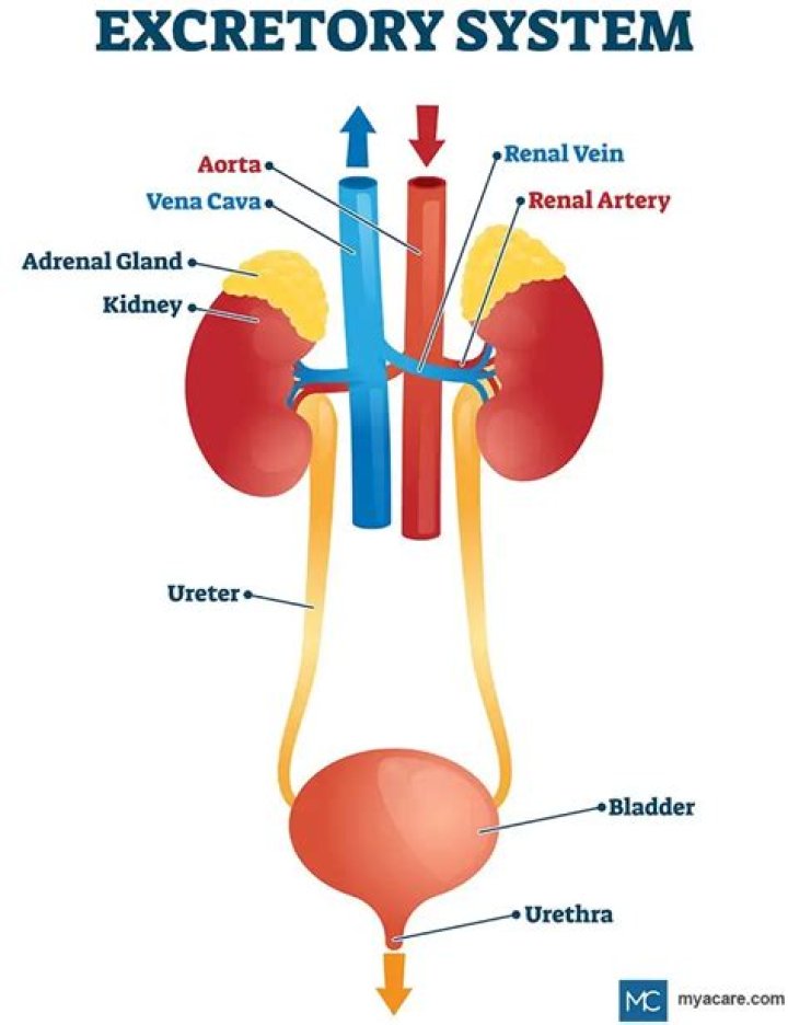 What are the 5 organs in the excretory system?