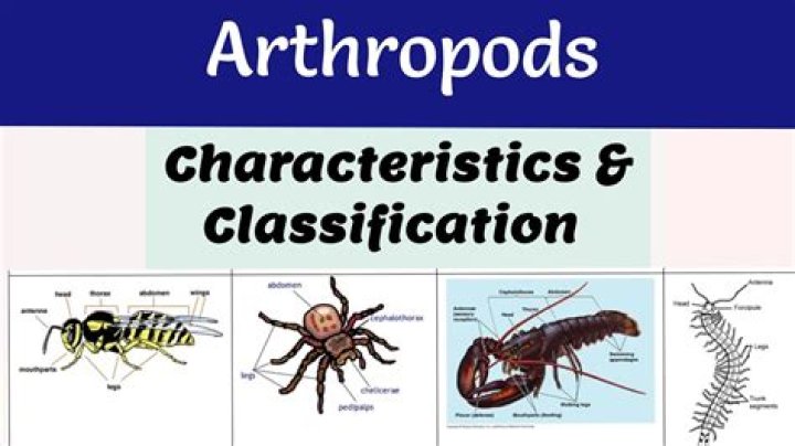 What are the 7 characteristics of arthropods?