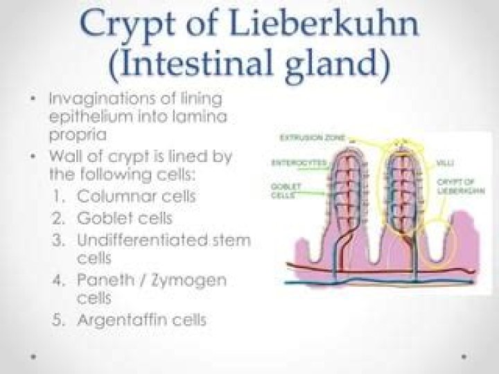 What are the cells of crypts of Lieberkuhn?