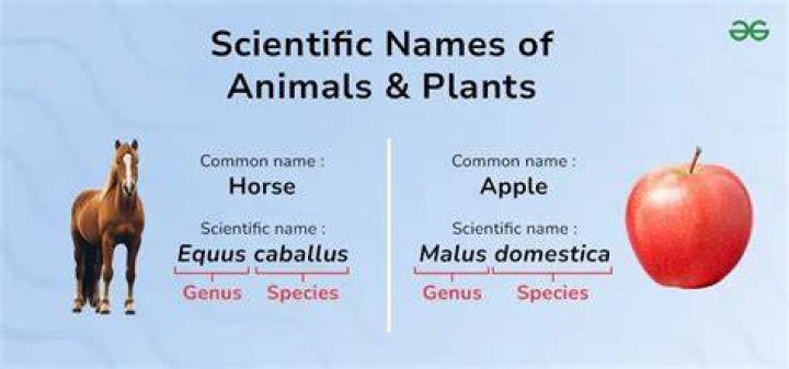 What are the scientific names of organisms?