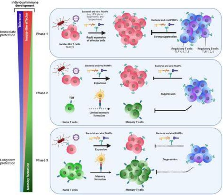 What are the three phases of an adaptive immune response?