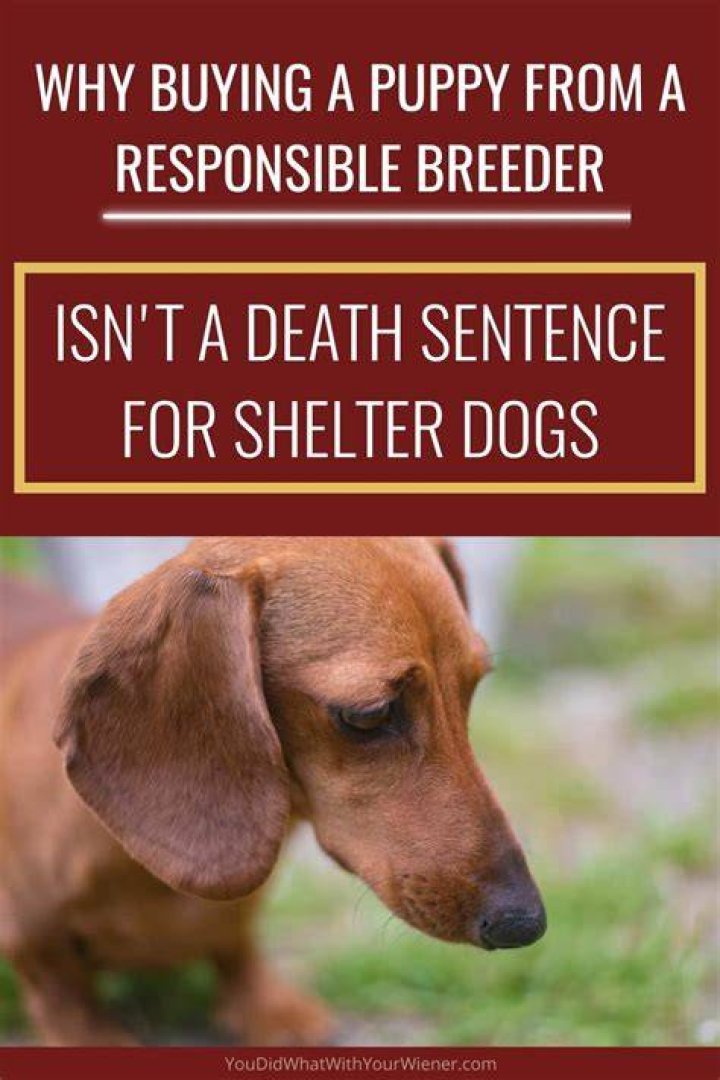 What are two reasons you should buy from a dog breeder?
