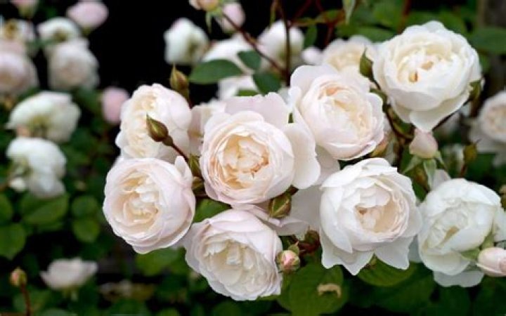 What are white rose bushes called?