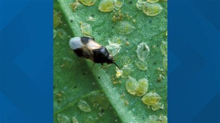 What bugs are black and tiny?