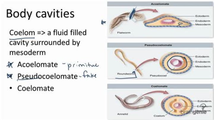 What criteria differentiates a Pseudocoelomate vs acoelomate animal?