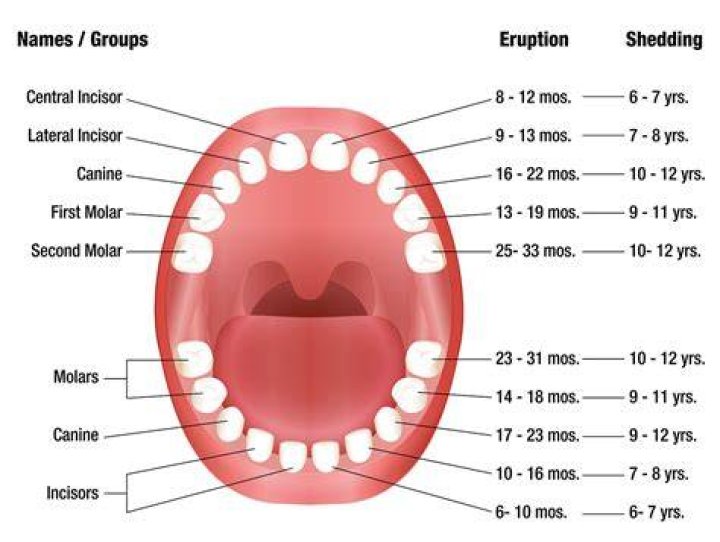 What deciduous teeth are commonly the first to exfoliate?