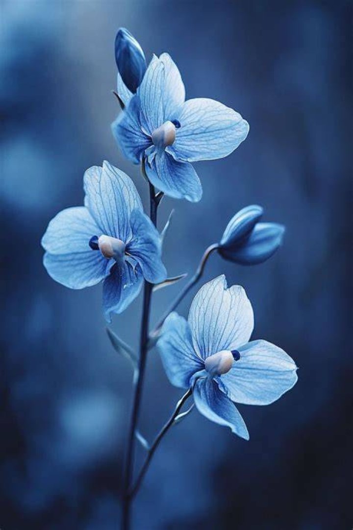 What do blue orchids symbolize?