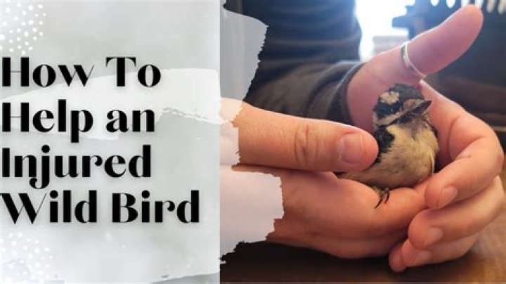 What do you do with an injured bird in Wisconsin?