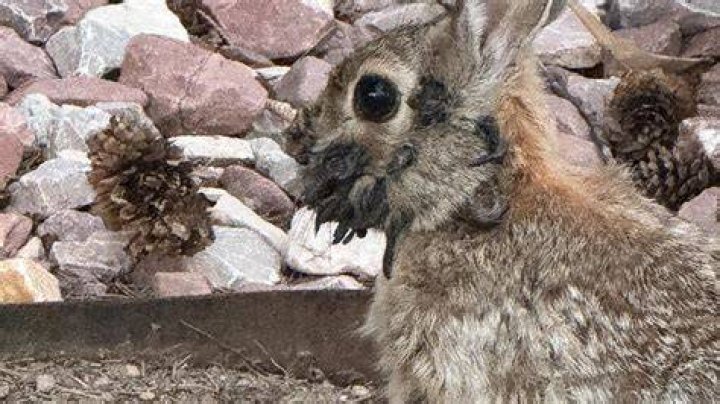What does a dead rabbit have to do with pregnancy?
