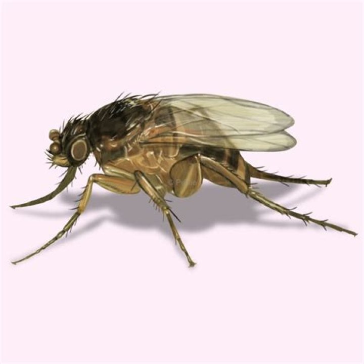 What does a phorid fly look like?