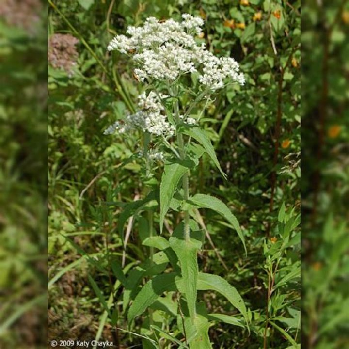 What does boneset look like?