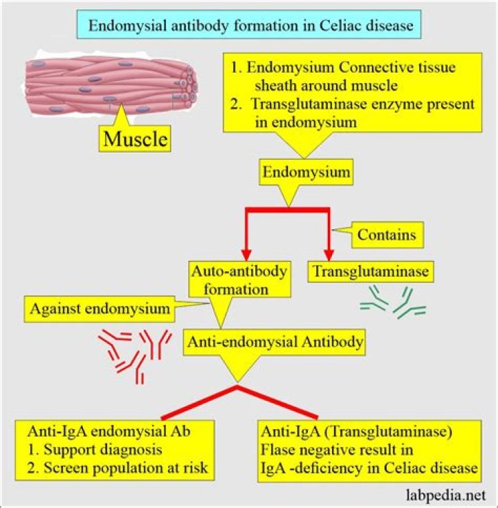What does endomysial antibody IgA mean?