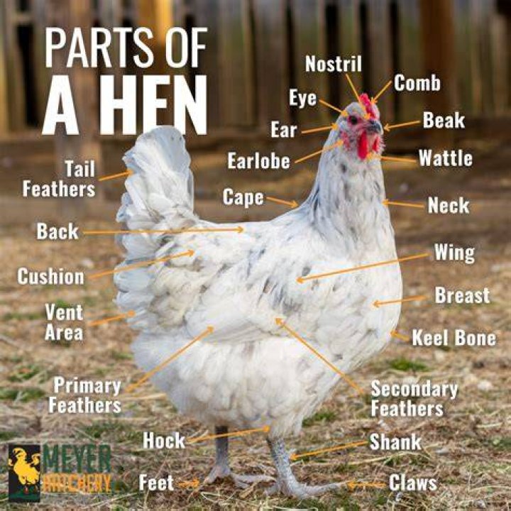 What does Hen Party mean?