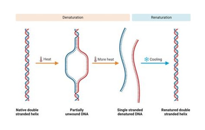 What does RNase out do?