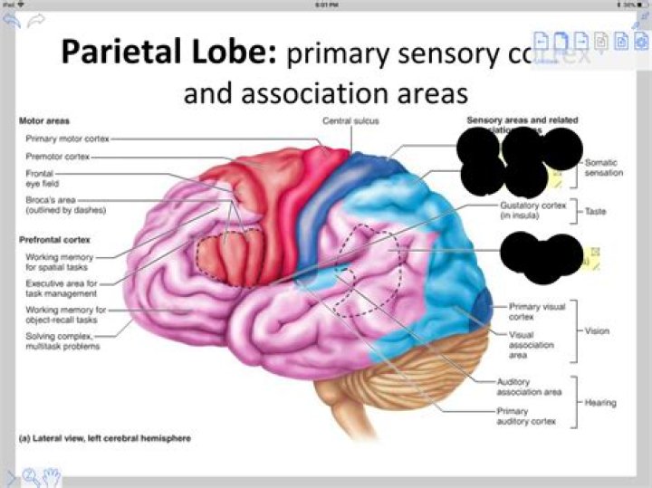 What does the parietal love do?
