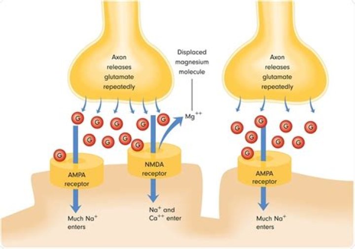 What effect does blocking NMDA receptors have on a synapse?