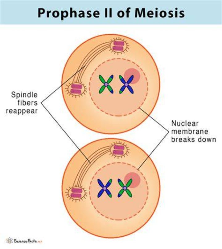 What happens during prophase 2 in meiosis?