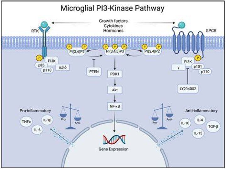 What inhibits A2 phospholipase?
