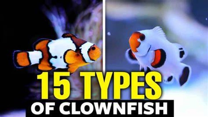 What is a clarkii clownfish?