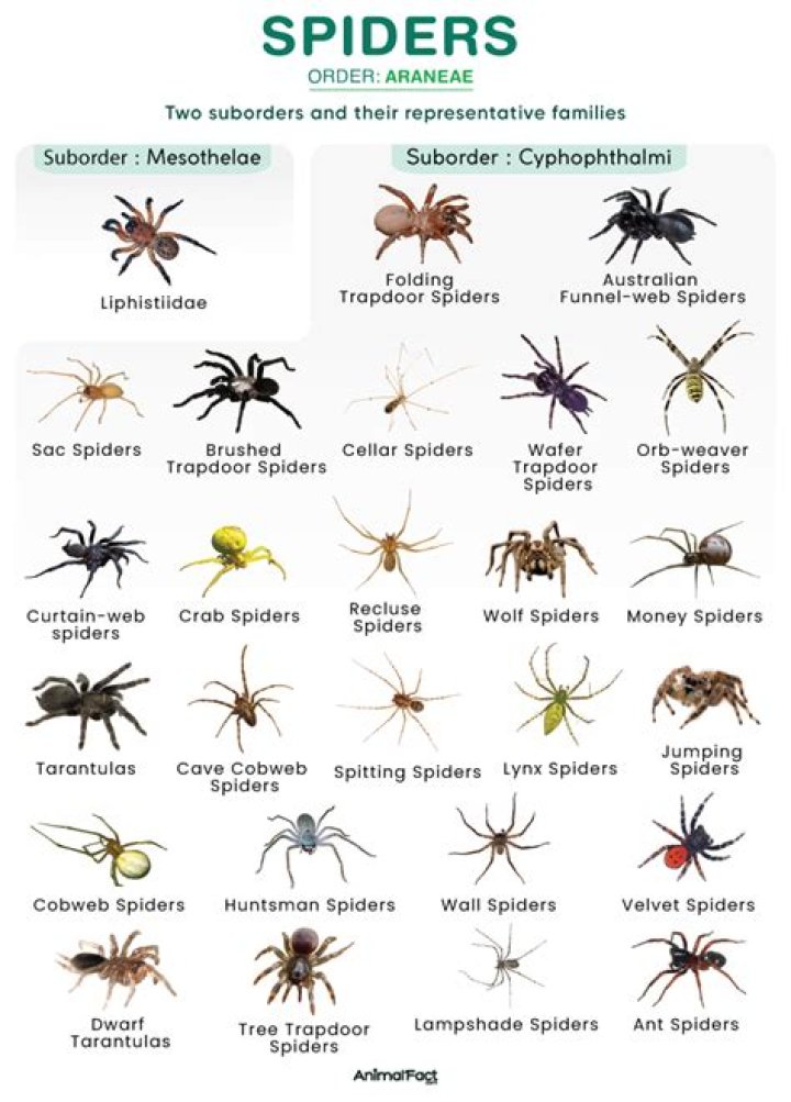 What is a spider group called?