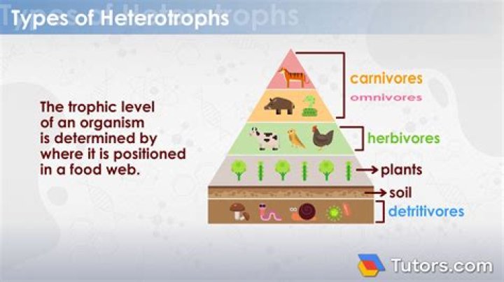 What is a third level Heterotroph?