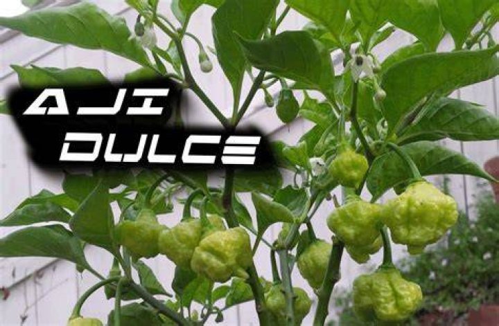What is aji dulce Dominicano?
