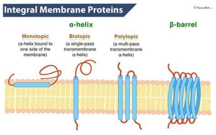 What is another name for a transmembrane protein?