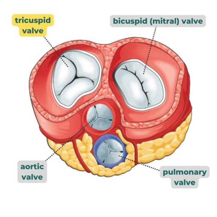 What is called Tri?