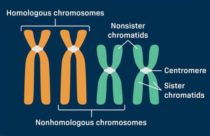 What is compaction of chromosomes?