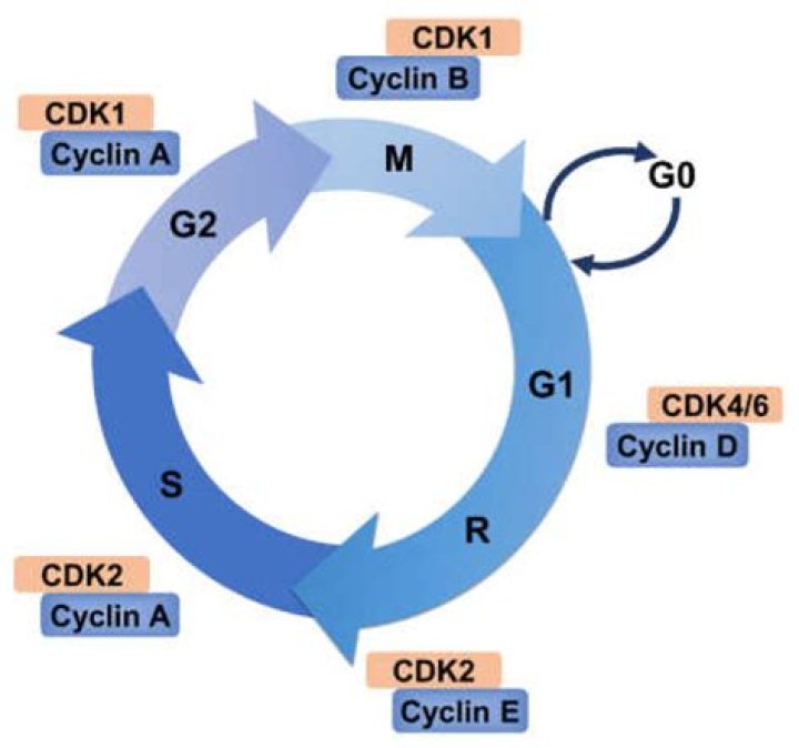 What is cyclin D responsible for?