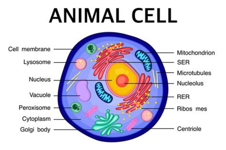 What is ER in an animal cell?