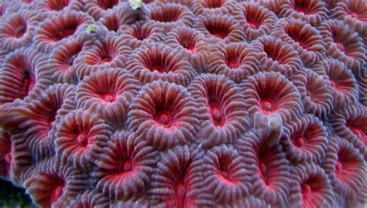 What is Favites coral?