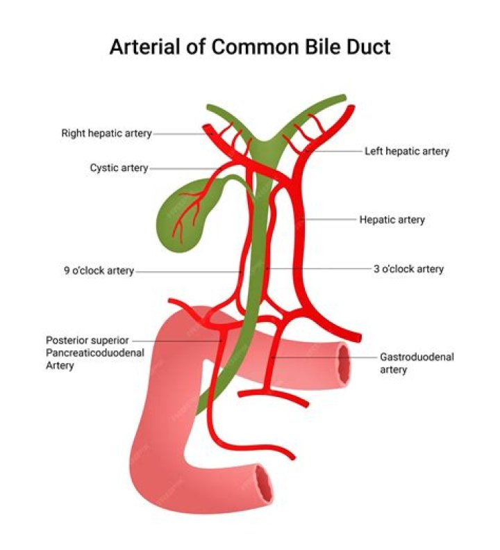 What is posterior to the common bile duct?