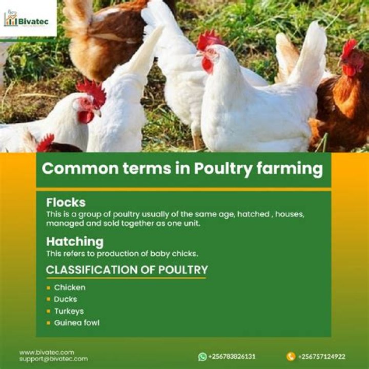 What is poultry farming Short answer?