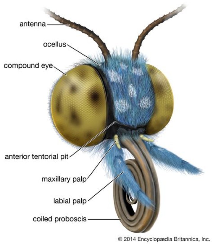 What is proboscis and its function?