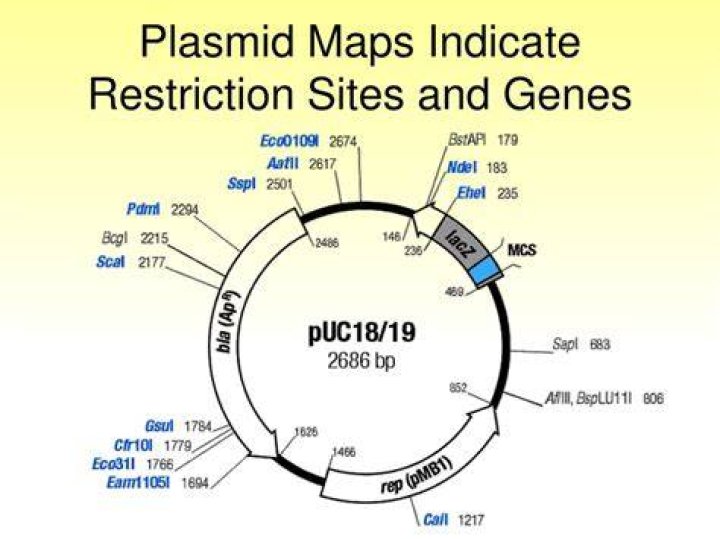 What is pUC18 plasmid?