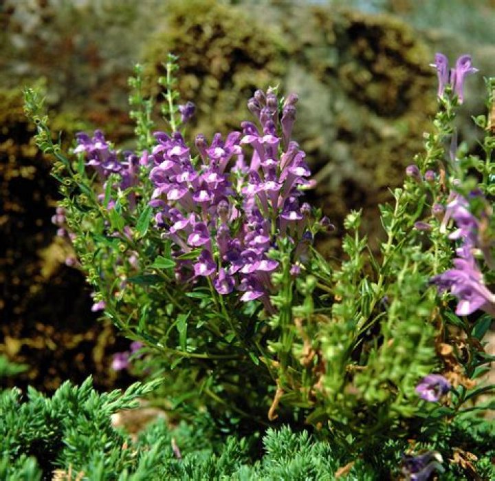 What is Scutellaria baicalensis used for?