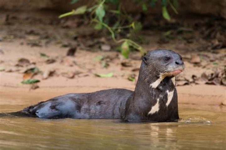 What is special about an otter?