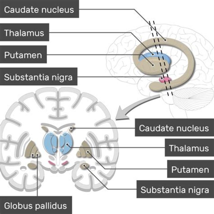 What is substantia nigra compacta?