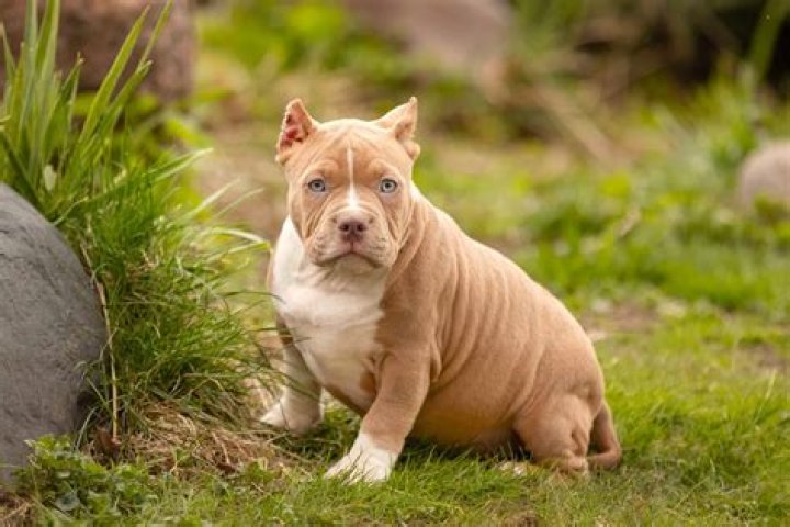 What is the best pocket bully?