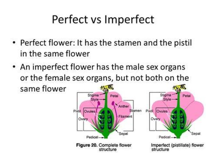 What is the difference of perfect and imperfect flowers?