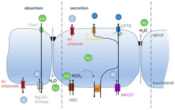 What is the function of a chloride channel?