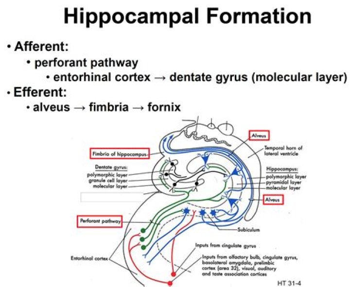 What is the function of the hippocampal formation?