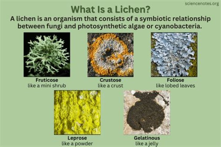 What is the importance of lichen?
